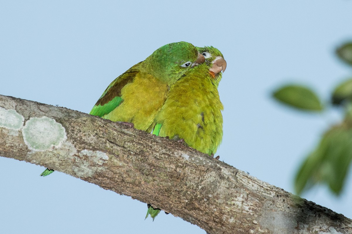 Orange-chinned Parakeet - ML643186876