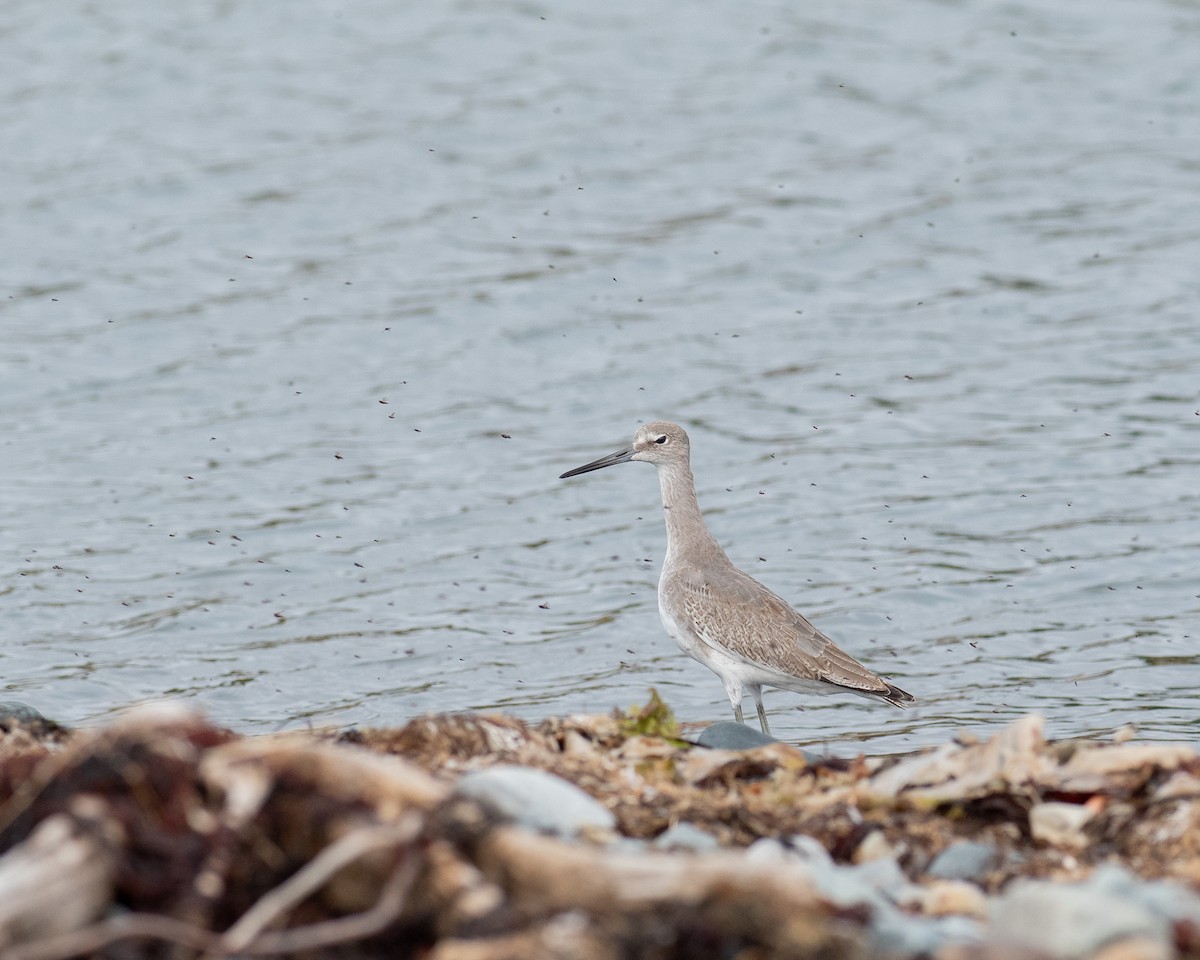 Willet (Western) - ML643186879
