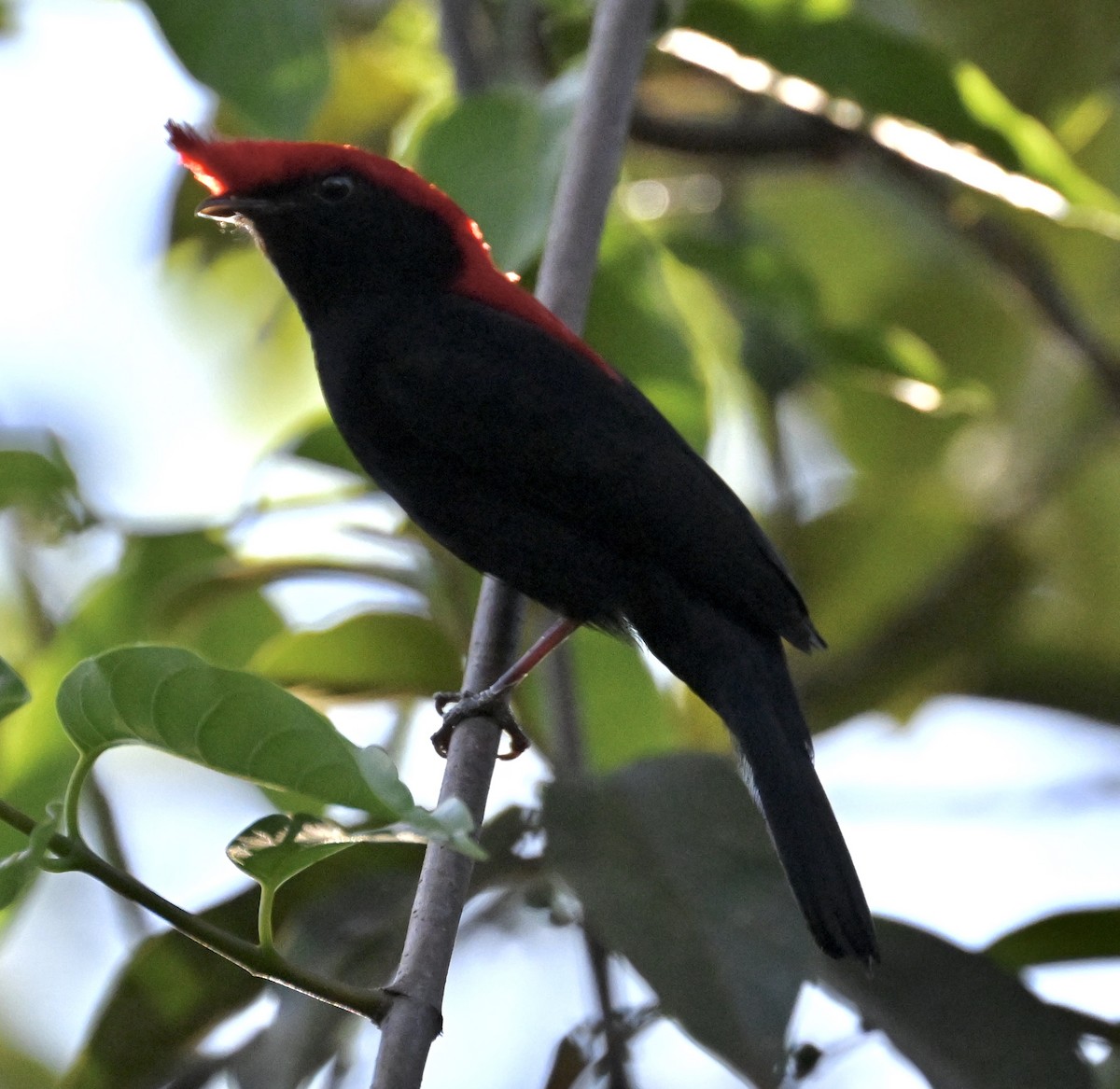 Helmeted Manakin - ML643186881