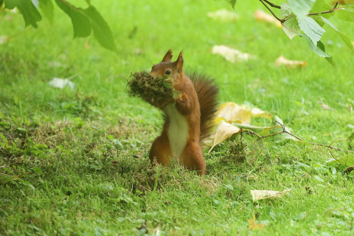 Eurasian Red Squirrel - ML643186898