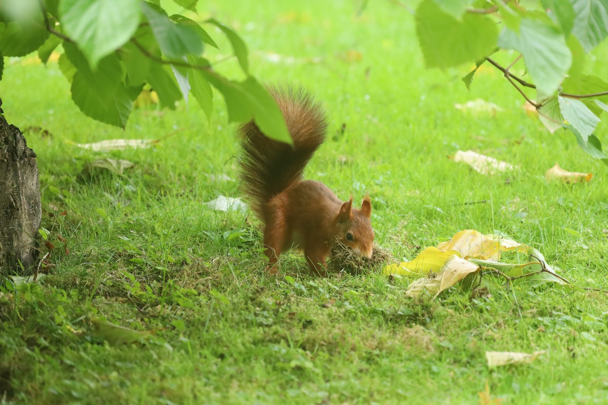 Eurasian Red Squirrel - ML643186899
