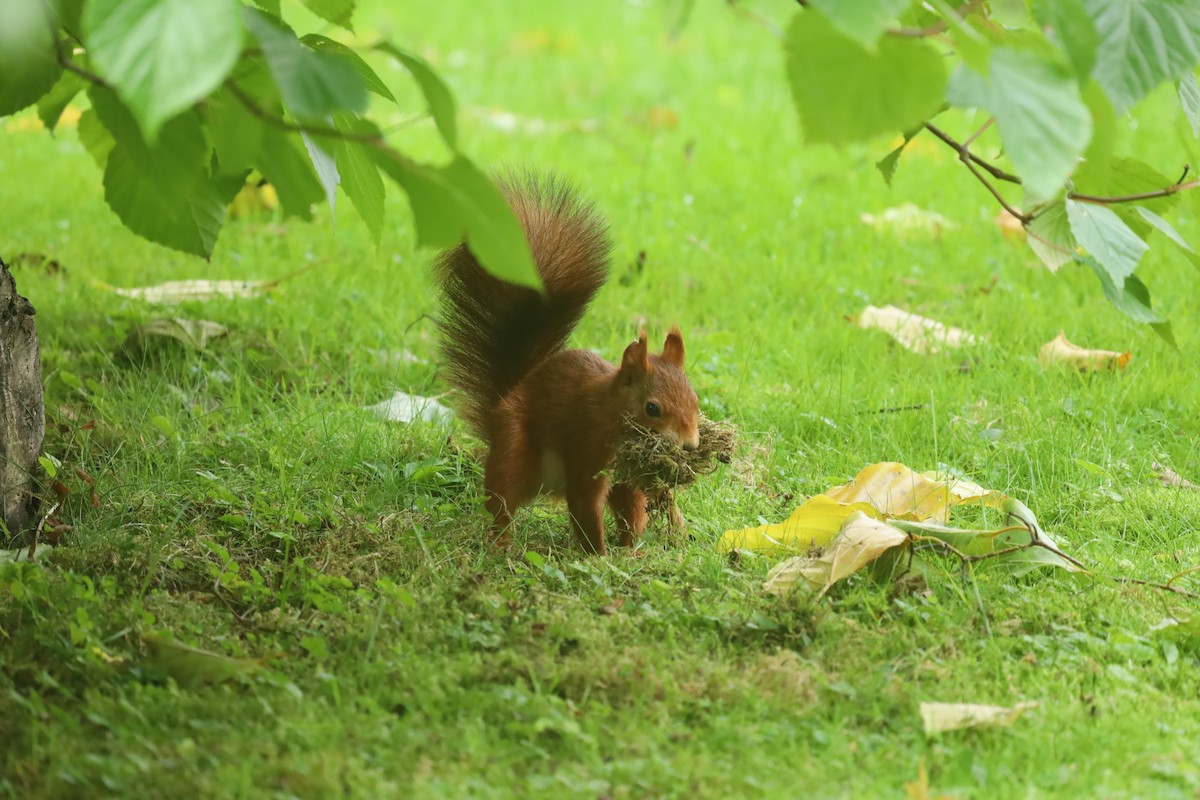 Eurasian Red Squirrel - ML643186900