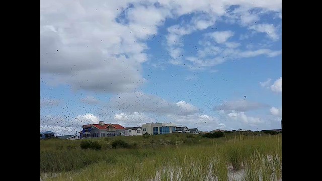 Tree Swallow - ML643186901