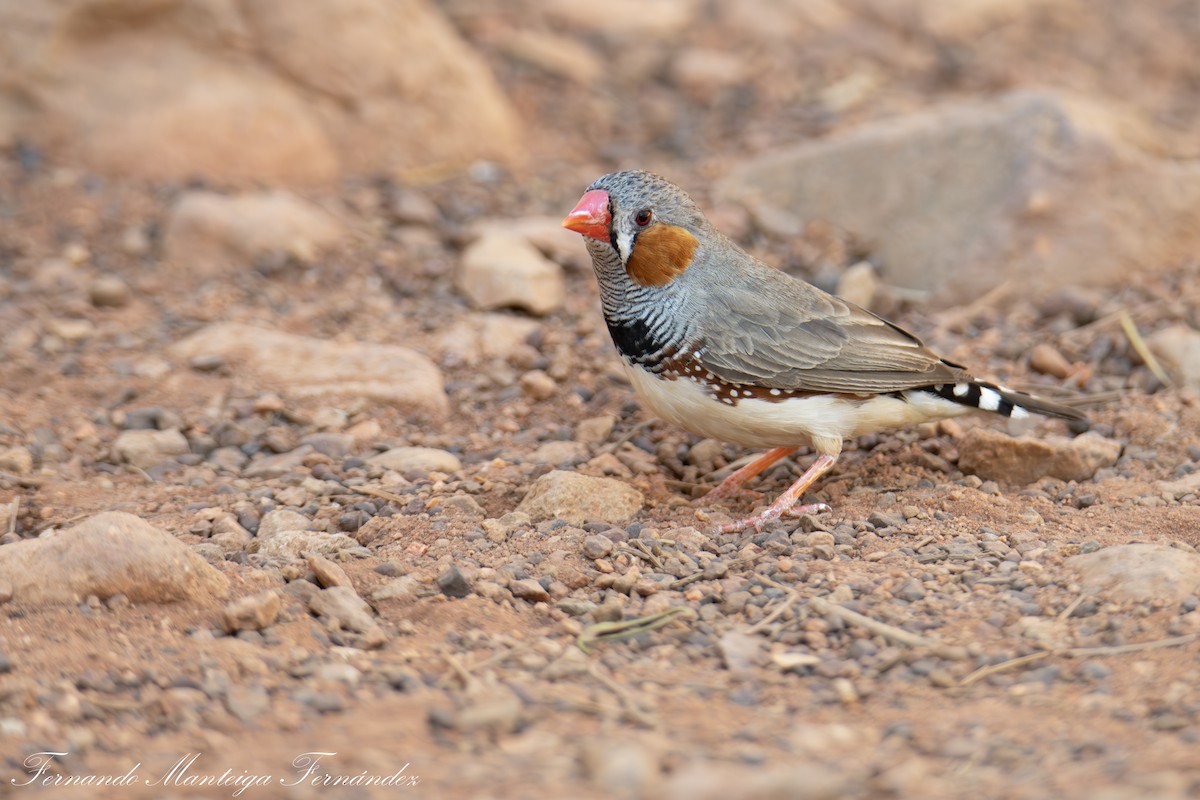 Zebra Finch - ML643186906