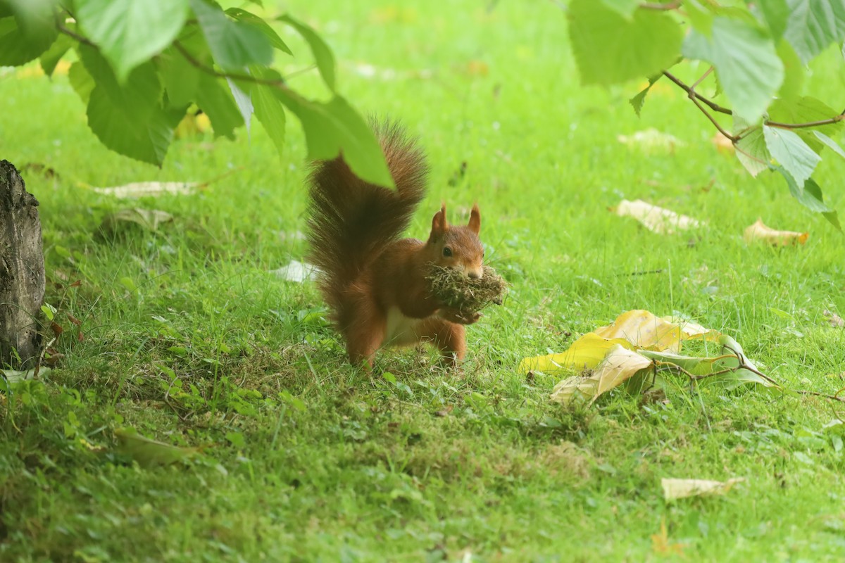 Eurasian Red Squirrel - ML643186934