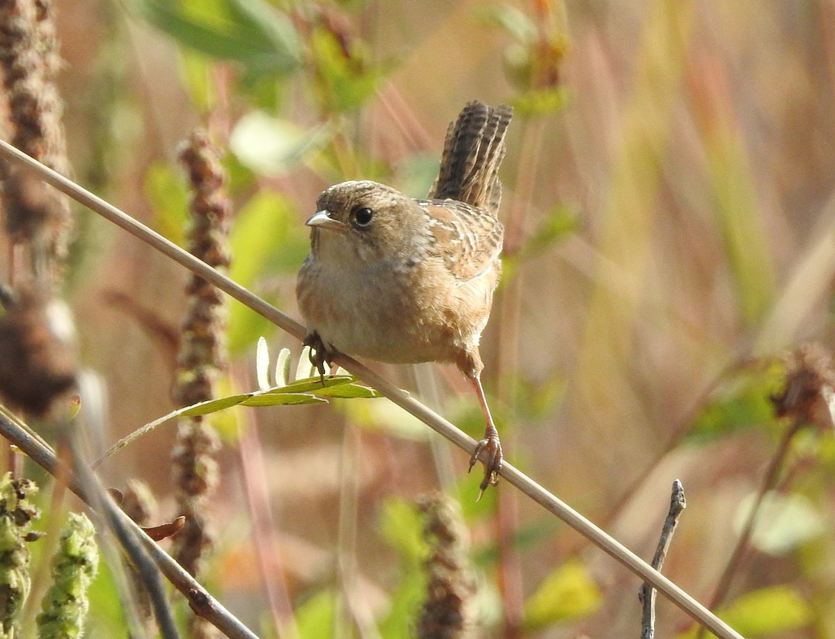 Sedge Wren - ML643186972