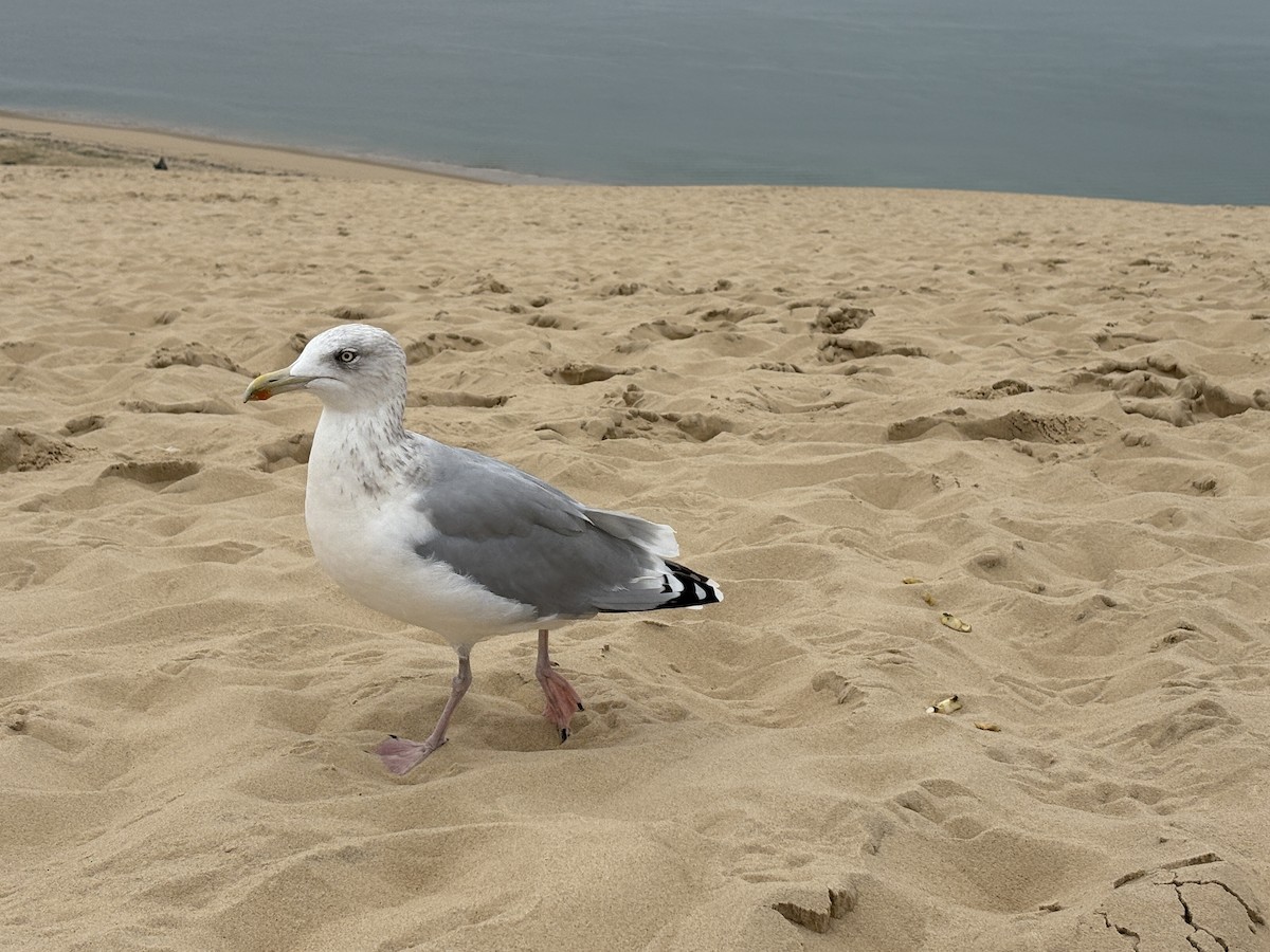 European Herring Gull - ML643186990