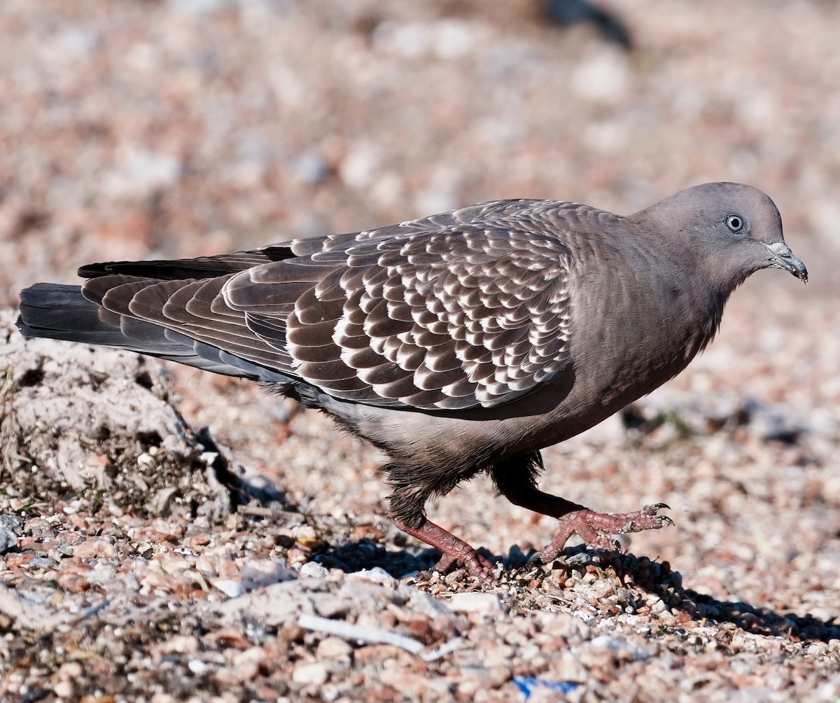 Spot-winged Pigeon - ML643186991