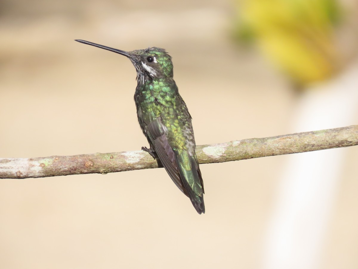 Stripe-breasted Starthroat - ML643187009