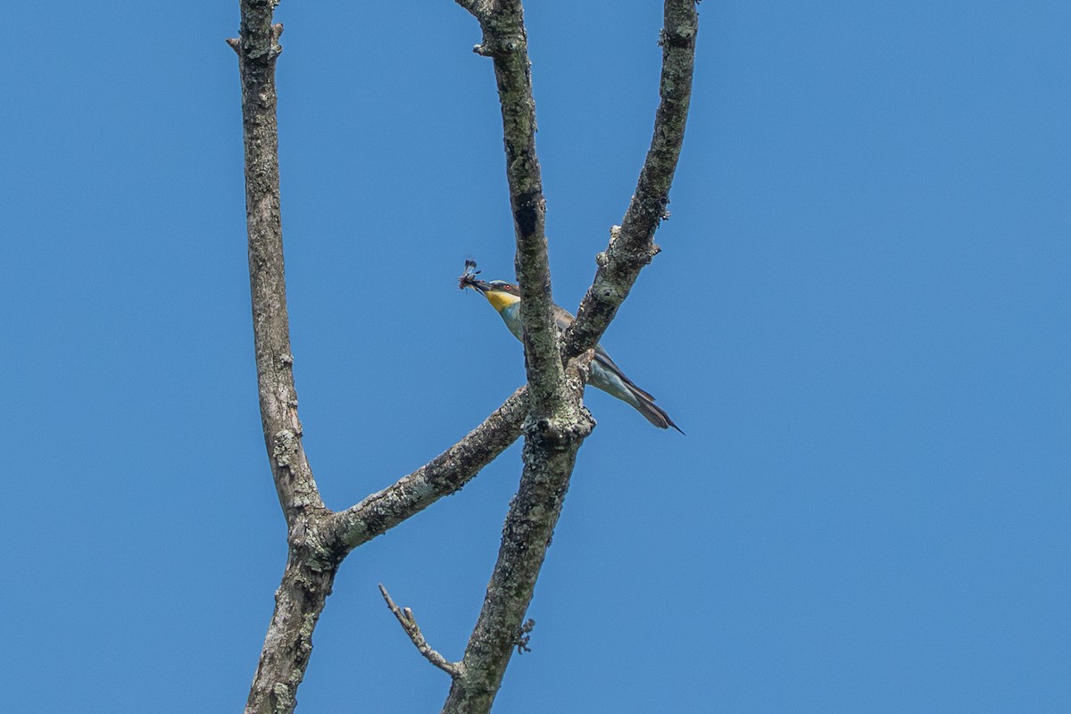 European Bee-eater - Chad Berry