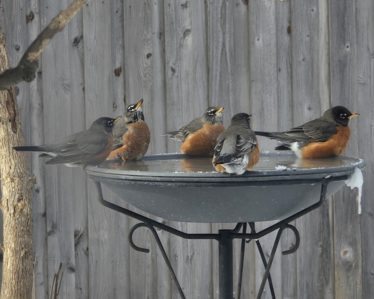 American Robin - ML643187043