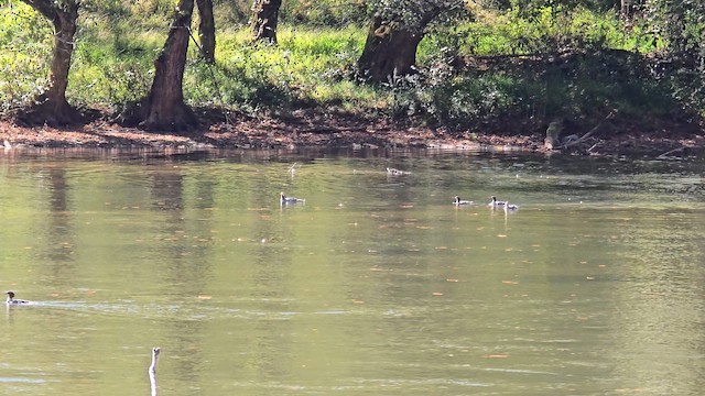 Common Merganser - ML643187045