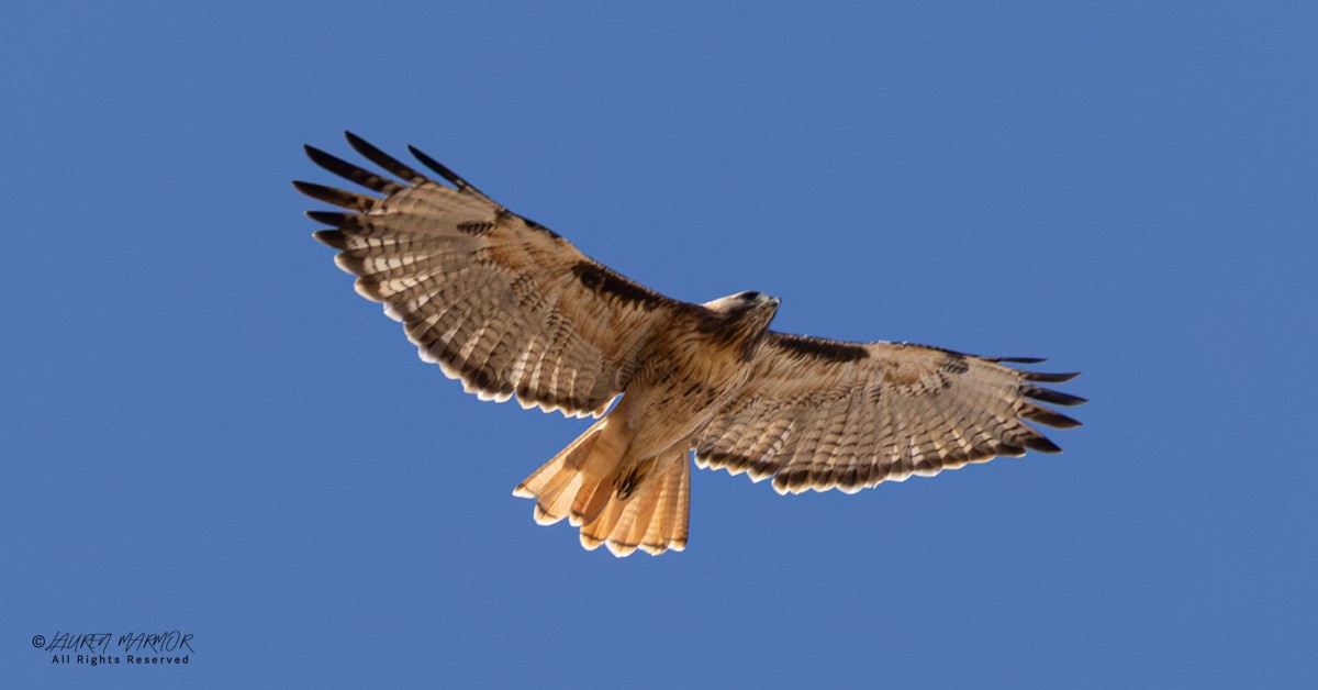 Red-tailed Hawk - ML643187063