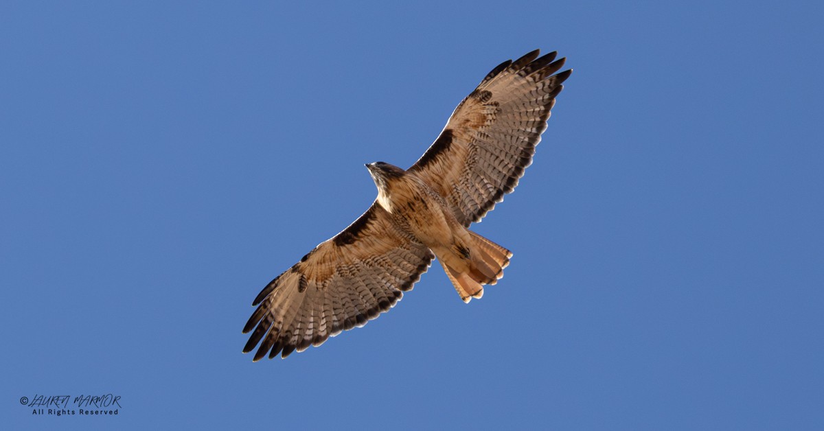 Red-tailed Hawk - ML643187064