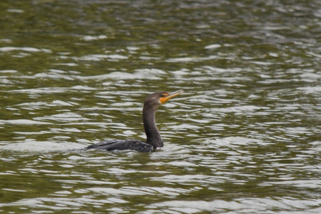 Double-crested Cormorant - ML643187071