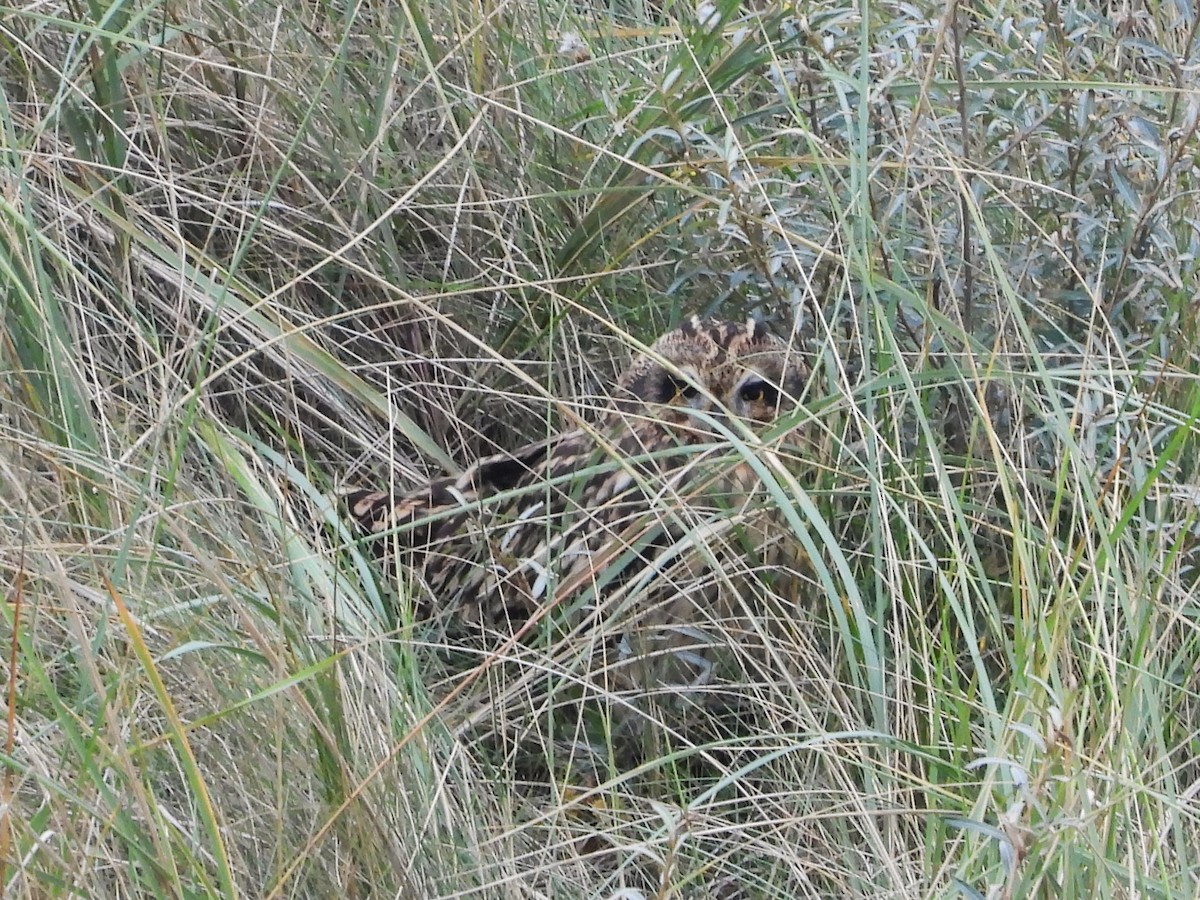 Short-eared Owl - ML643187081