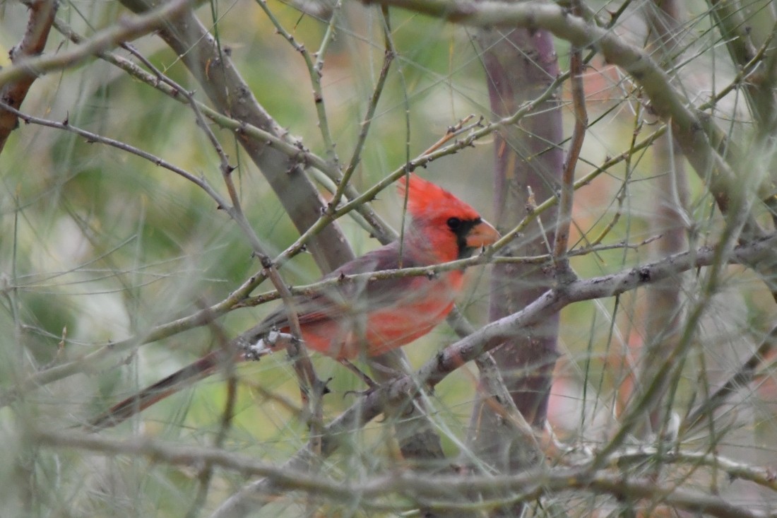 Northern Cardinal - ML643187083