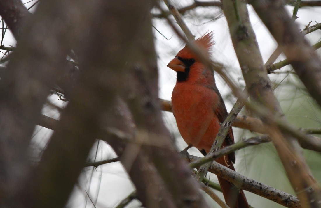 Northern Cardinal - ML643187084