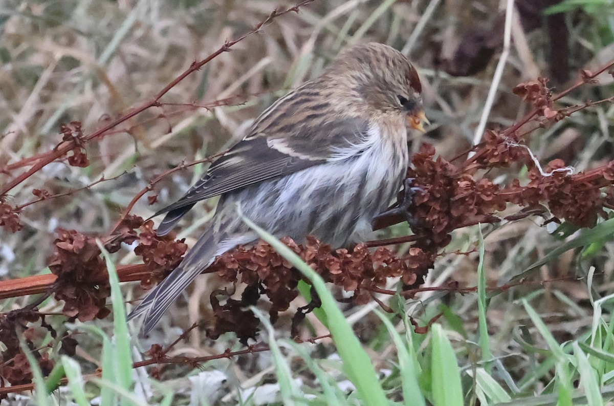 Redpoll (Common) - ML643187086