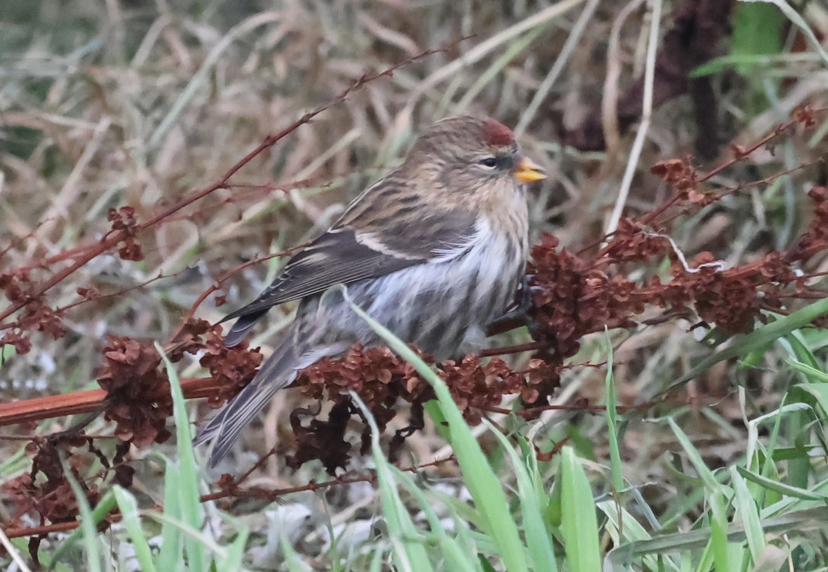 Redpoll (Common) - ML643187087