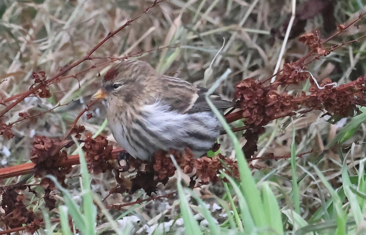Redpoll (Common) - ML643187088