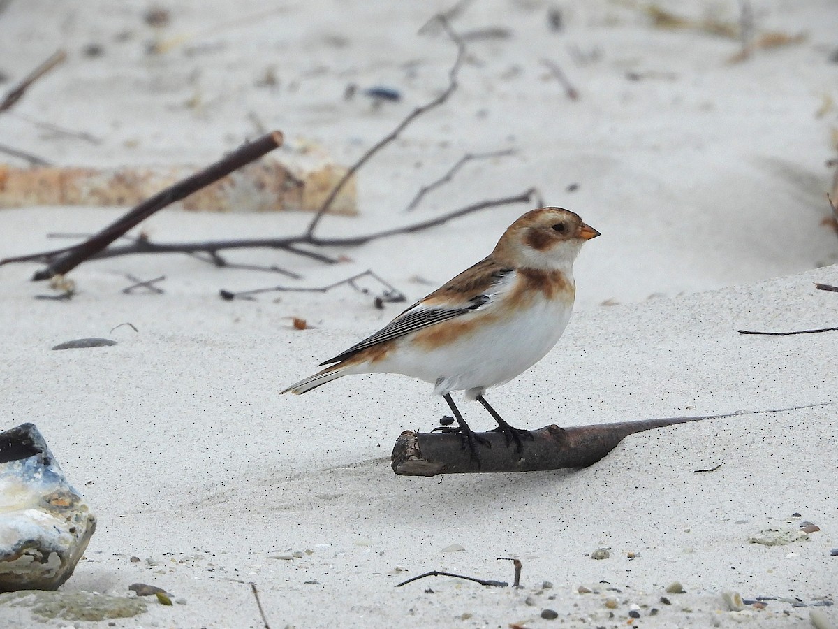 Snow Bunting - ML643187096