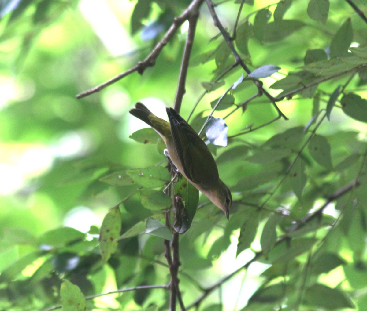 møllparula - ML643187106