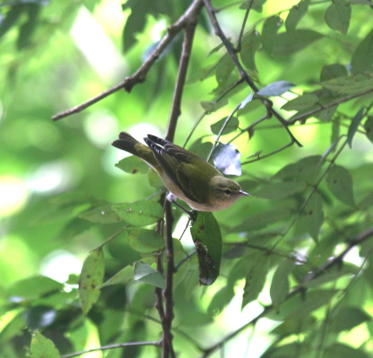 møllparula - ML643187107