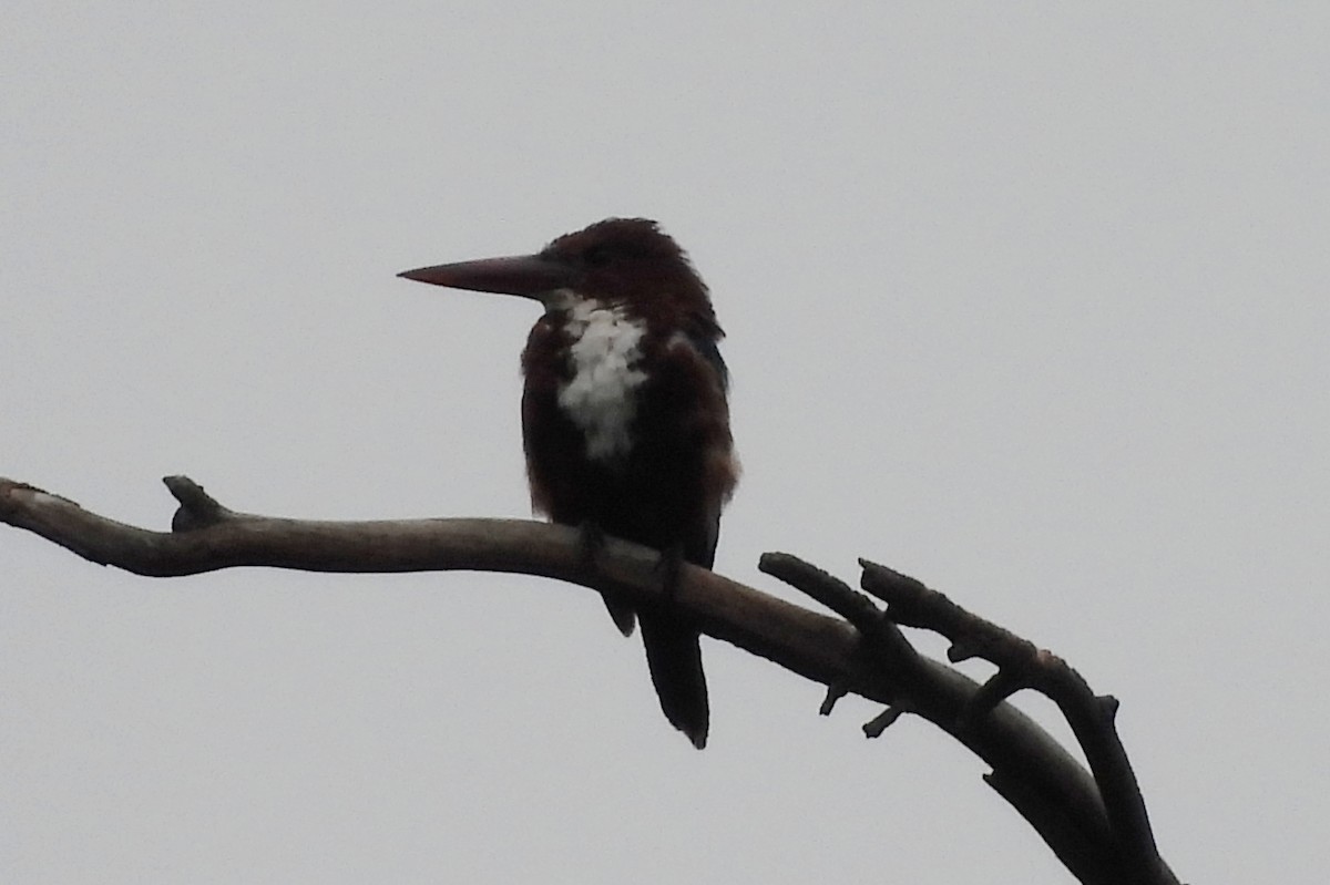 White-throated Kingfisher - ML643187154