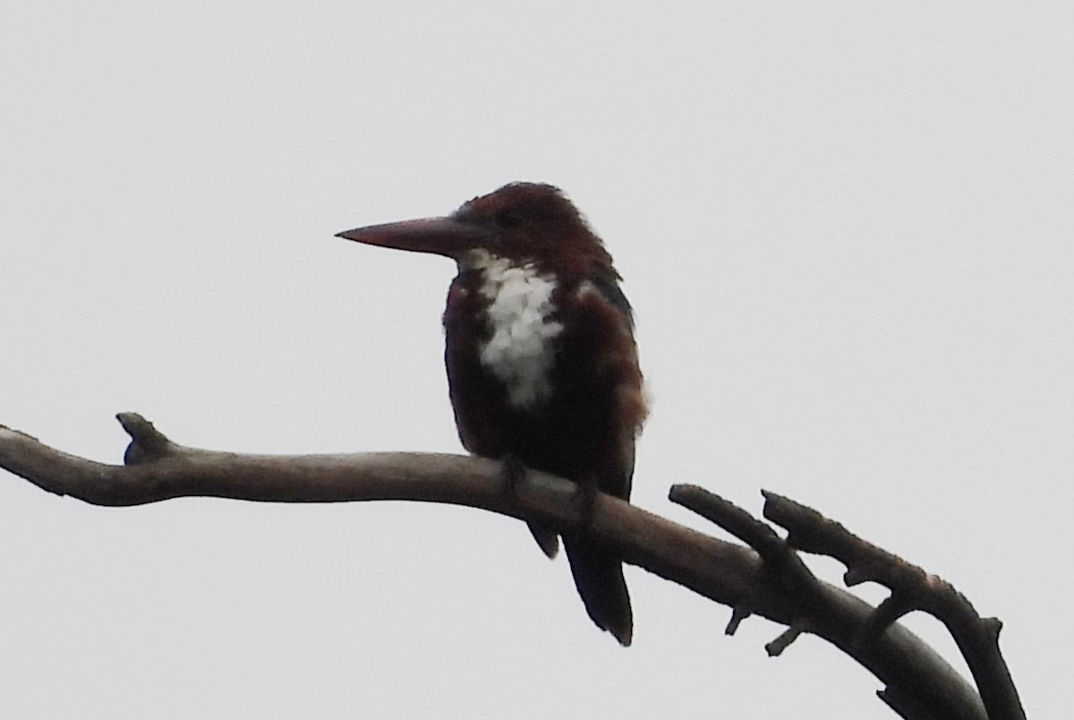 White-throated Kingfisher - ML643187155