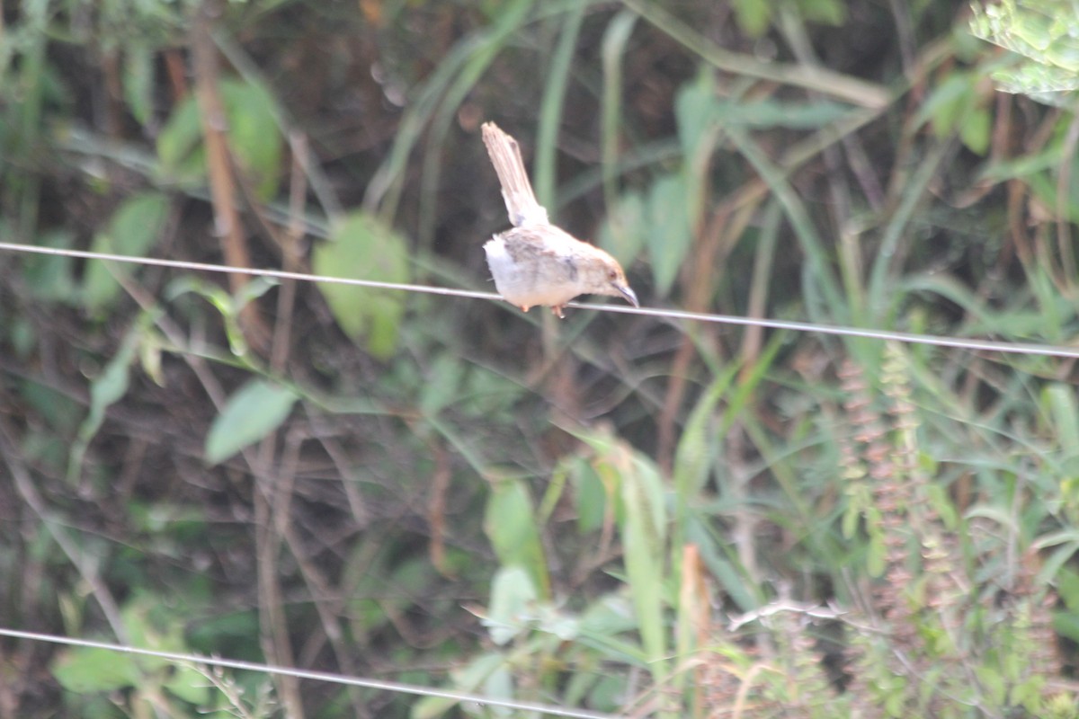 Rattling Cisticola - ML643187165