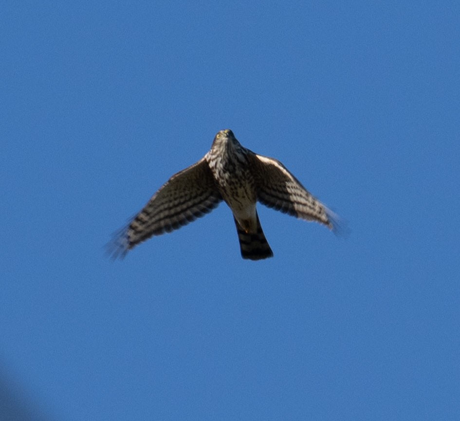 Sharp-shinned Hawk - ML643187209
