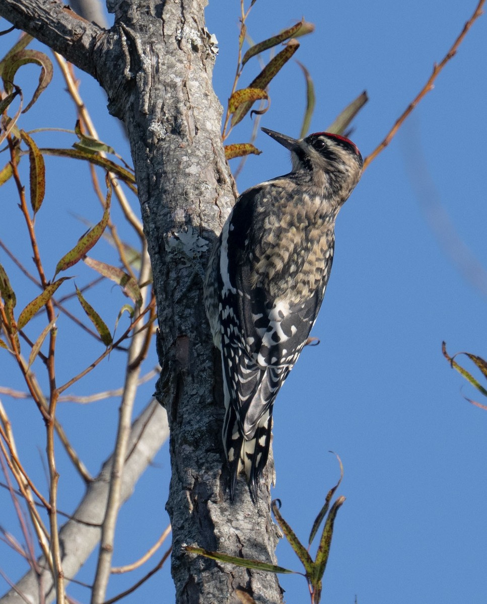 Yellow-bellied Sapsucker - ML643187222