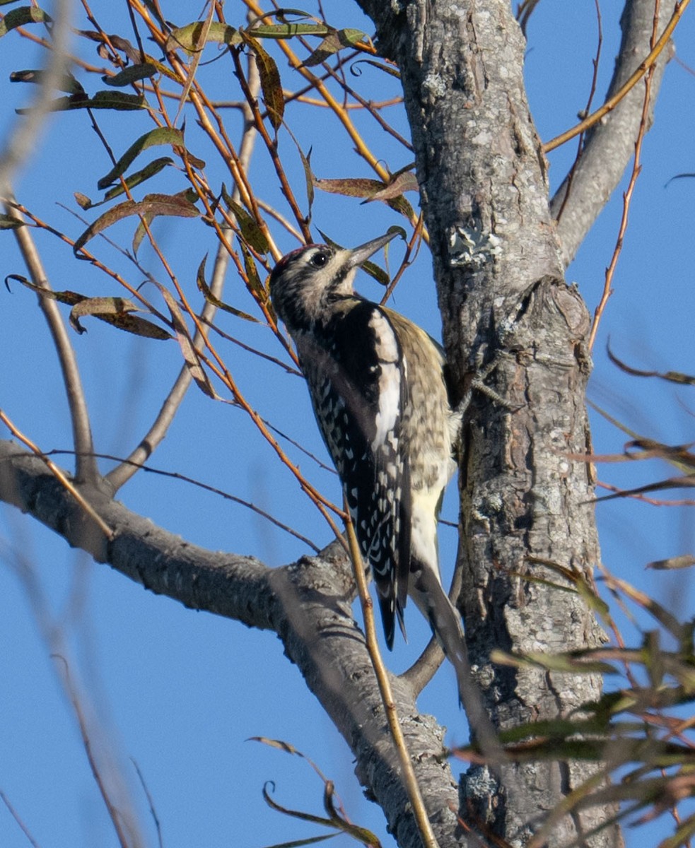 Yellow-bellied Sapsucker - ML643187223