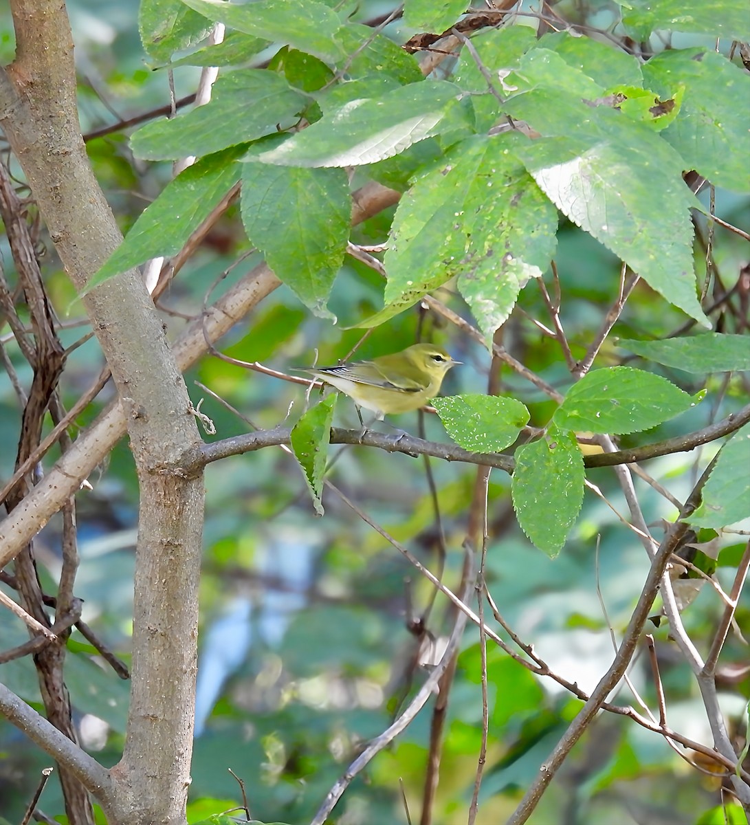 møllparula - ML643187240