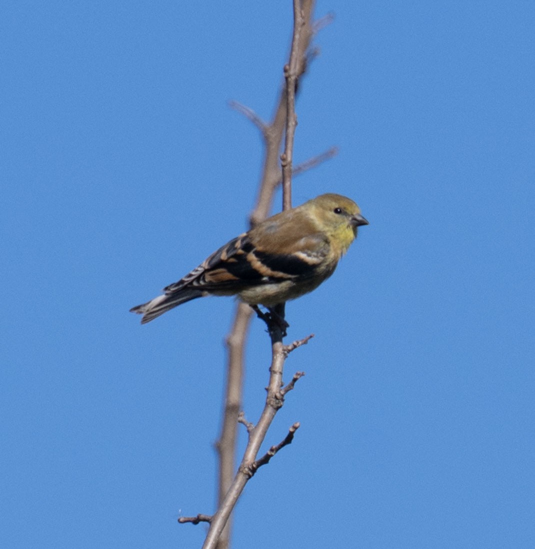 American Goldfinch - ML643187251