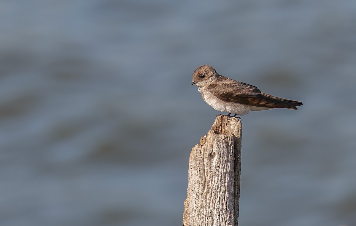 Northern Rough-winged Swallow - ML643187257