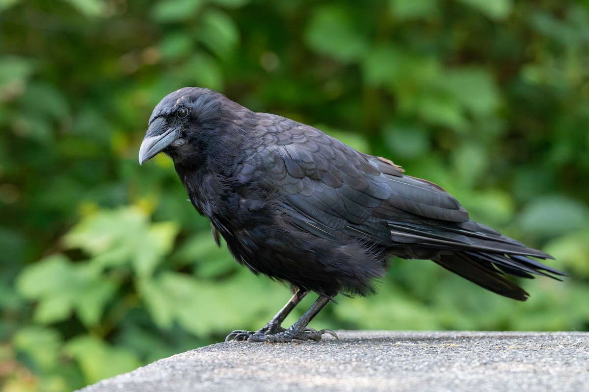 American Crow - ML643187259