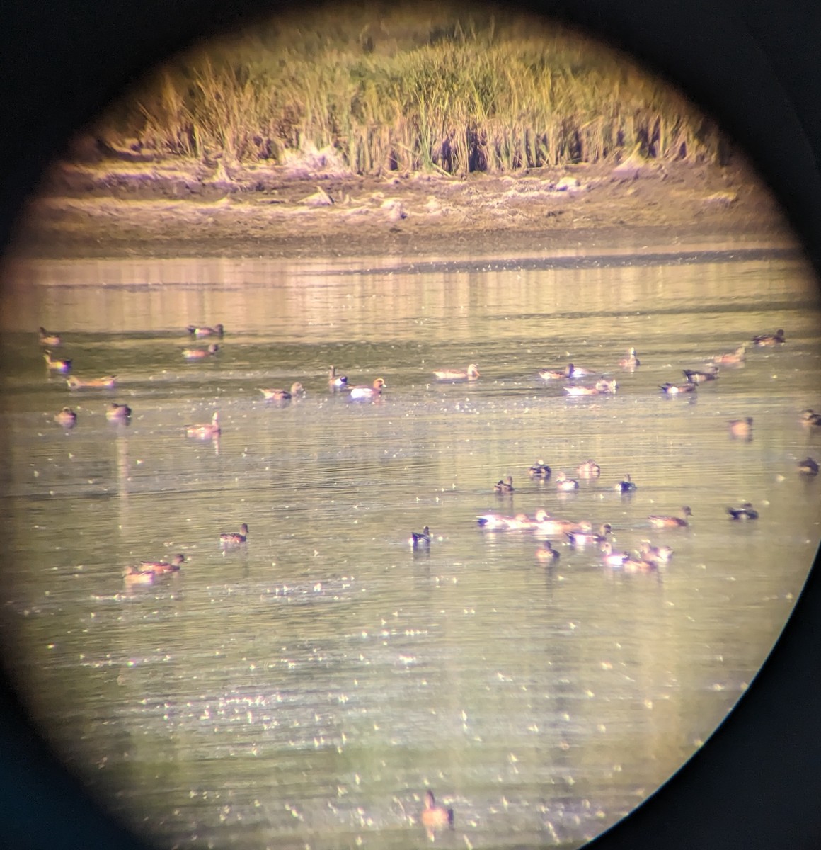 Eurasian x American Wigeon (hybrid) - ML643187271