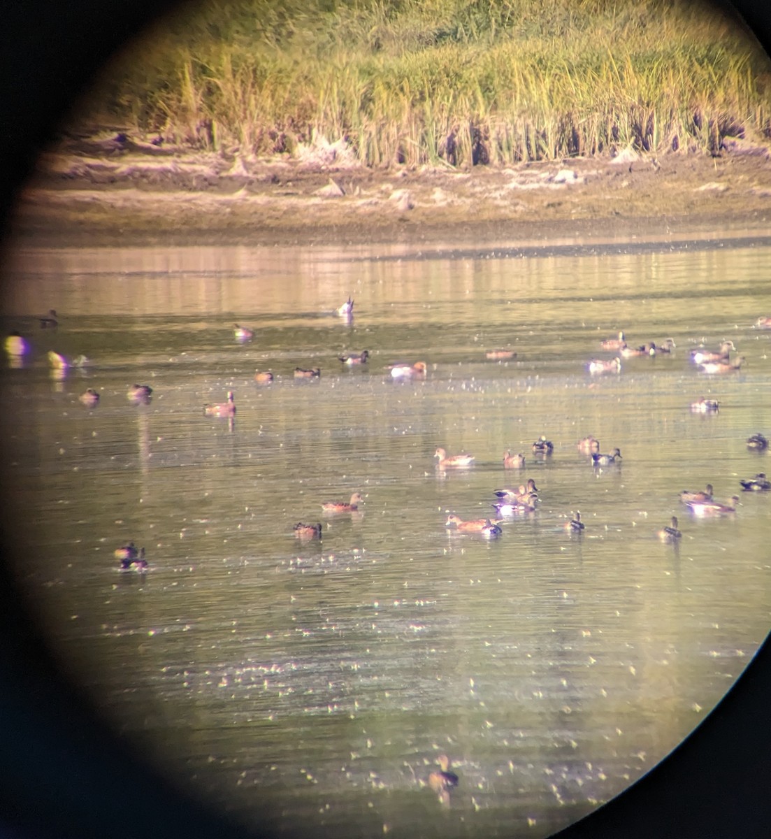 Eurasian x American Wigeon (hybrid) - ML643187275