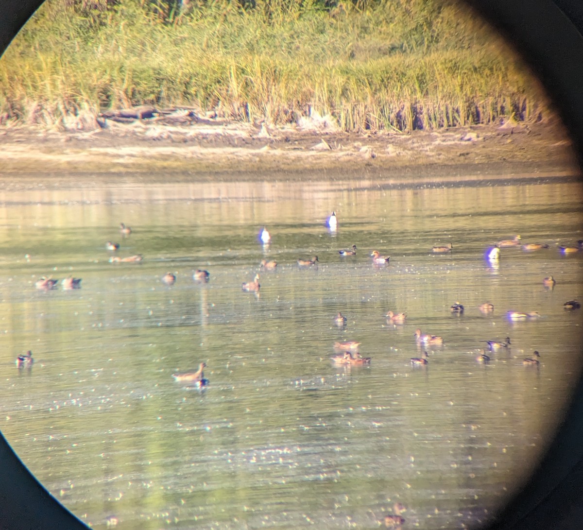 Eurasian x American Wigeon (hybrid) - ML643187276