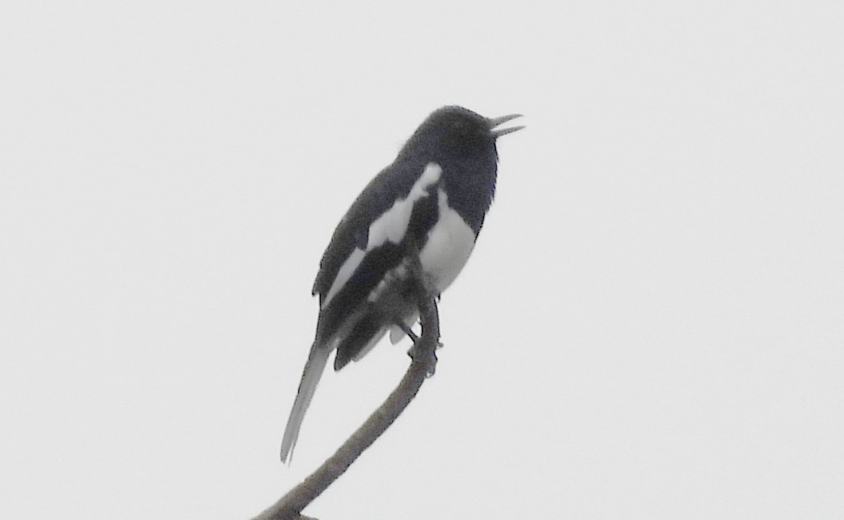 Oriental Magpie-Robin - ML643187294