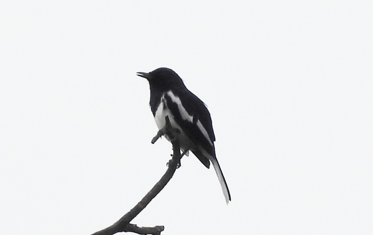 Oriental Magpie-Robin - ML643187301