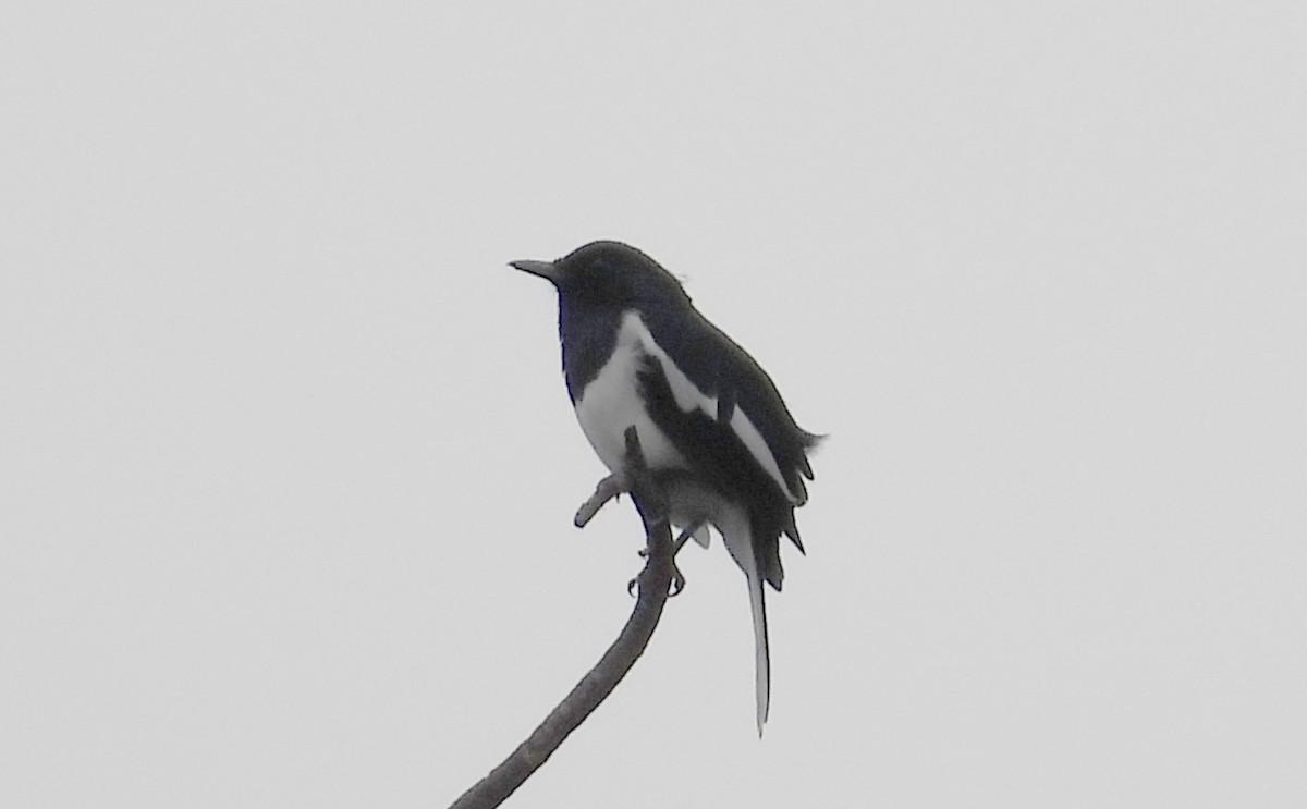 Oriental Magpie-Robin - ML643187302