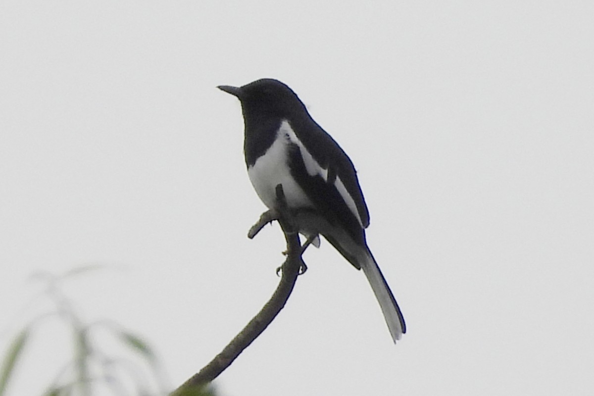 Oriental Magpie-Robin - ML643187303
