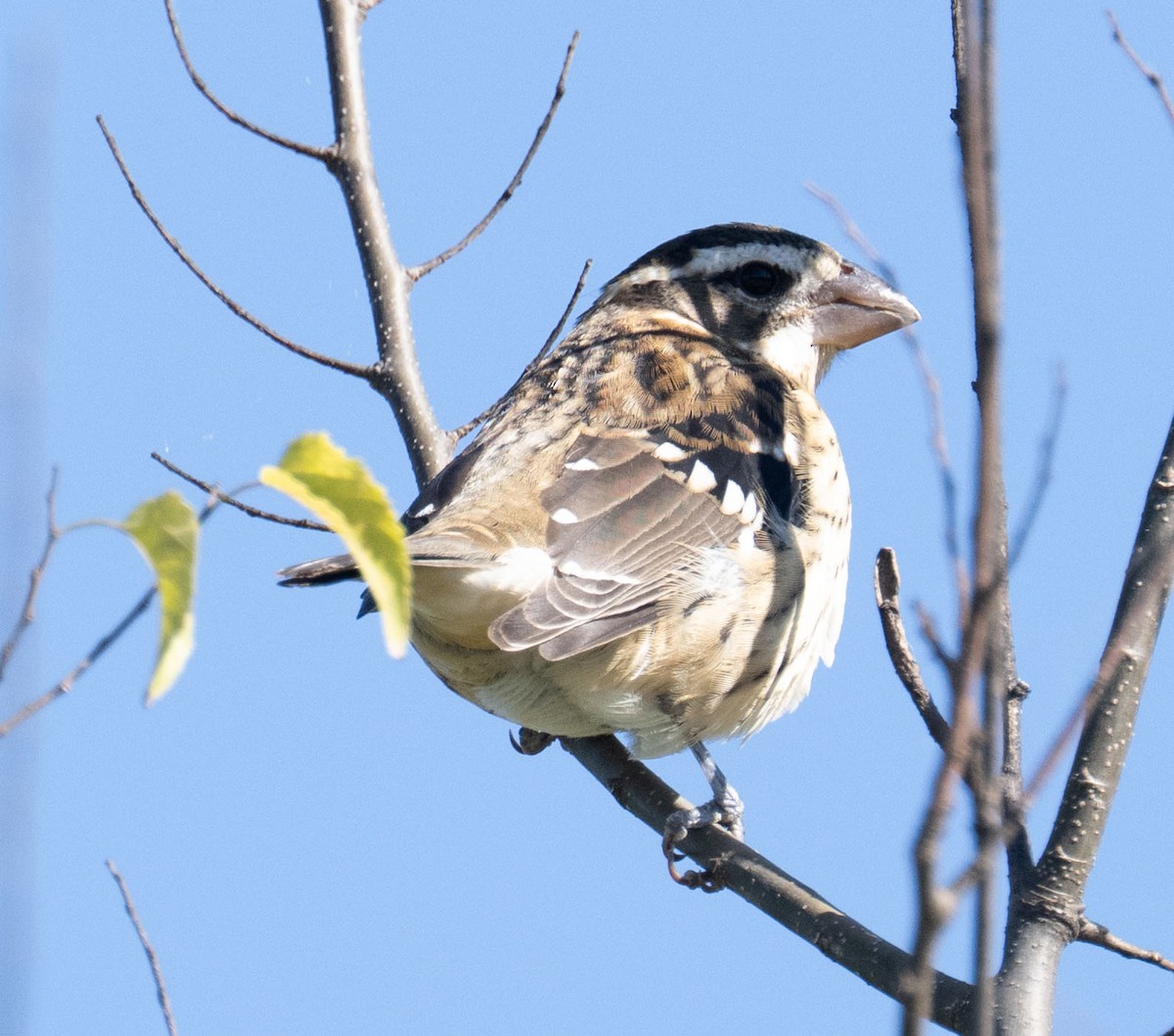 Rose-breasted Grosbeak - ML643187309