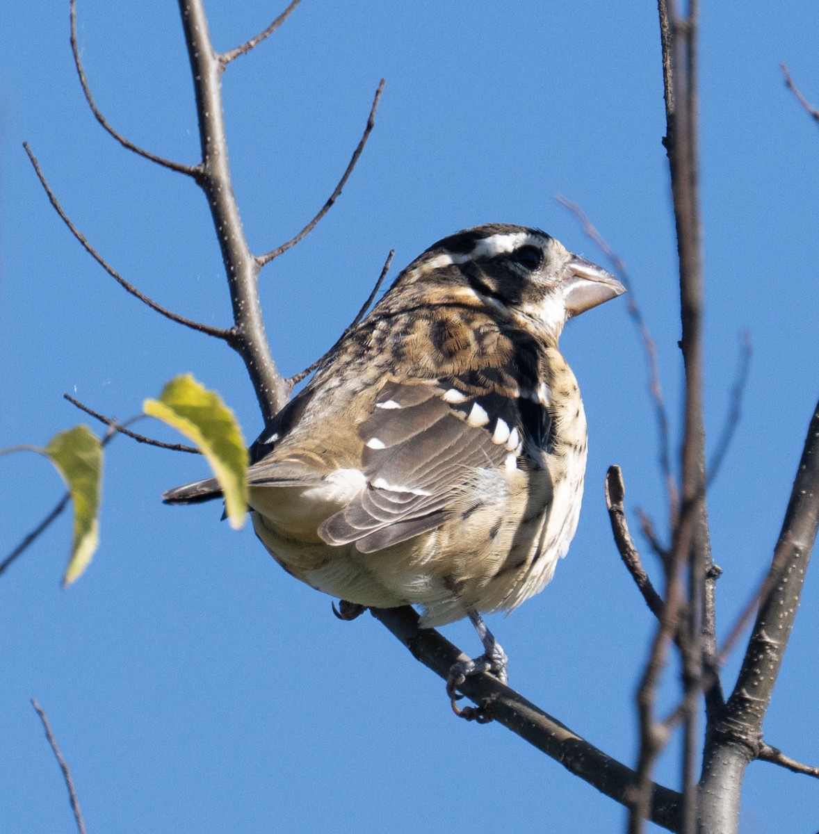 Rose-breasted Grosbeak - ML643187310