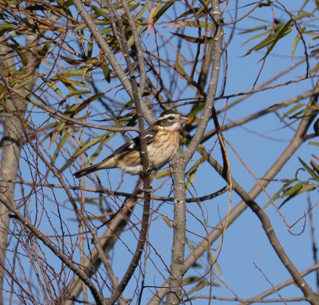 Rose-breasted Grosbeak - ML643187311