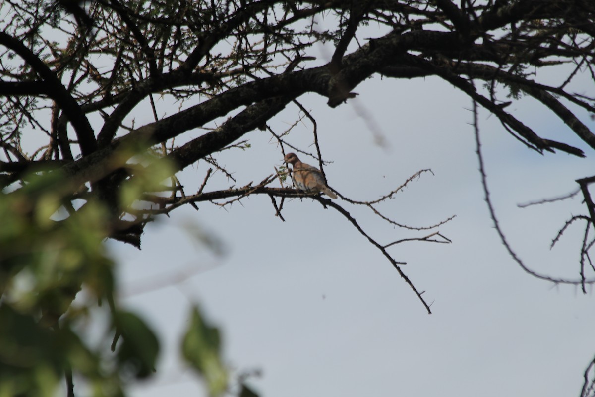 Laughing Dove - ML643187313