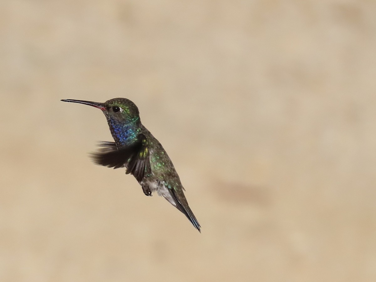 Sapphire-spangled Emerald - ML643187317